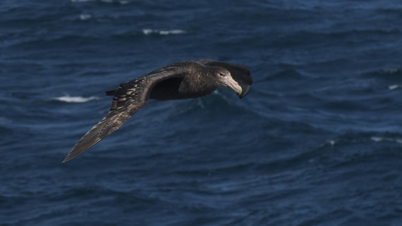 HDS25-25, Day 2, APMG0750 © Andy Perkins - Oceanwide Expeditions.JPG