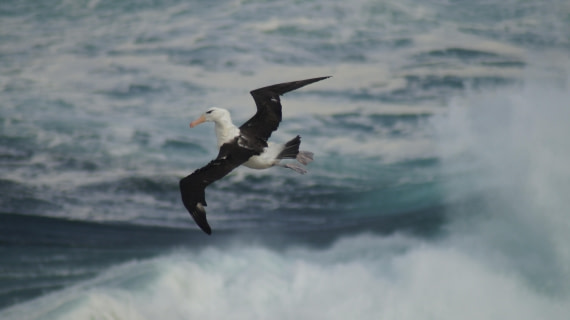 HDS25-25, Day 3, DSC01660 © Unknown photographer - Oceanwide Expeditions.JPG