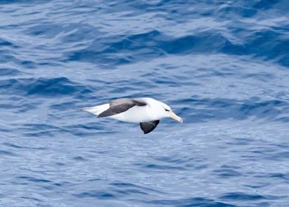 PLA25-25, Day 2, Picture6 © Unknown photographer - Oceanwide Expeditions.jpg