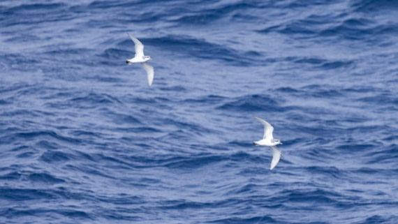 PLA25-25, Day 3, Picture11 © Unknown photographer - Oceanwide Expeditions.jpg