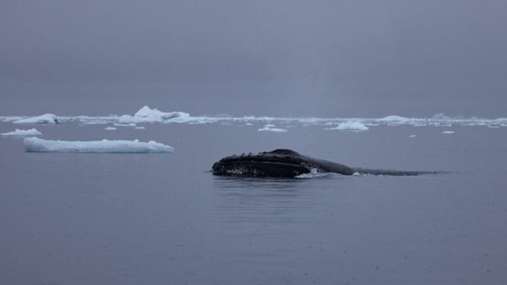 PLA25-25, Day 5, Picture24 © Unknown photographer - Oceanwide Expeditions.jpg