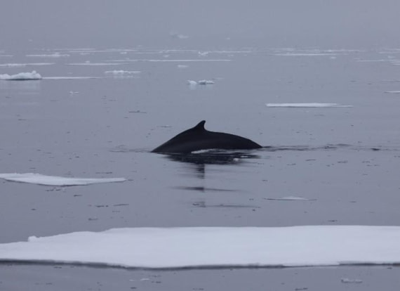 PLA25-25, Day 5, Picture25 © Unknown photographer - Oceanwide Expeditions.jpg
