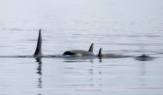 PLA25-25, Day 7, Picture44 © Unknown photographer - Oceanwide Expeditions.jpg