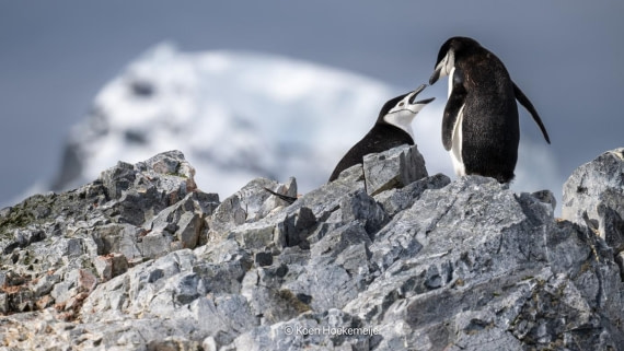PLA25-25, Day 7, Picture46 © Unknown photographer - Oceanwide Expeditions.jpg