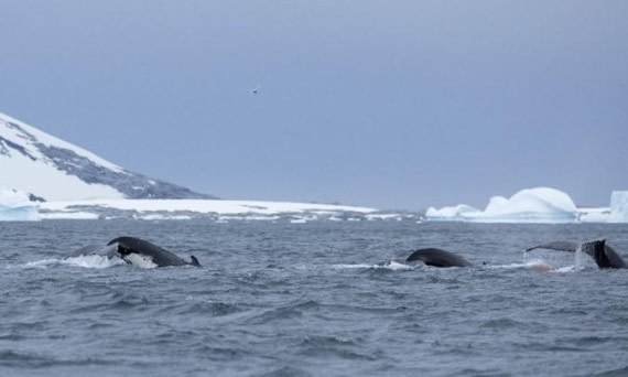 PLA25-25, Day 8, Picture54 © Unknown photographer - Oceanwide Expeditions.jpg