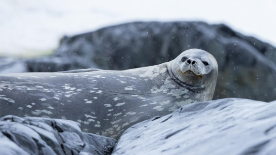 PLA25-25, Day 9, Picture62 © Unknown photographer - Oceanwide Expeditions.jpg