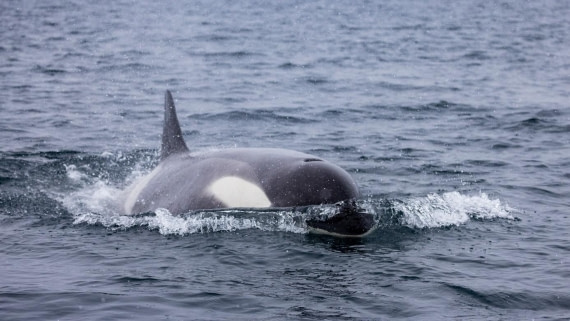 PLA25-25, Day 9, Picture63 © Unknown photographer - Oceanwide Expeditions.jpg