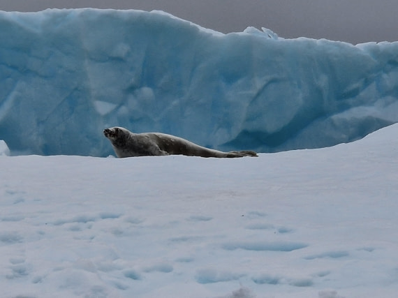 Crabeater seal
