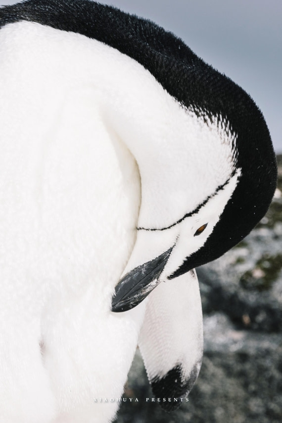 The gentleness of penguins
