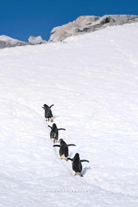 Penguin Highway