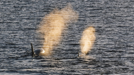 The killer whale under the sunset