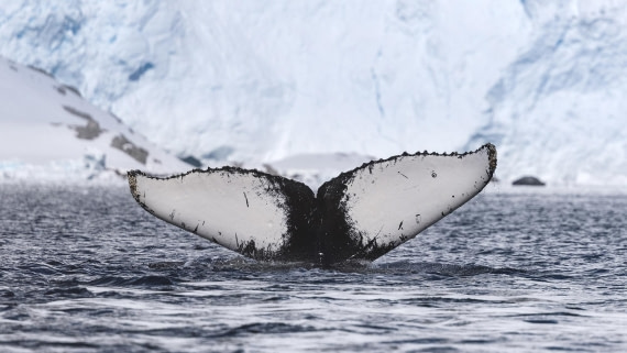 Butterflies in the Sea