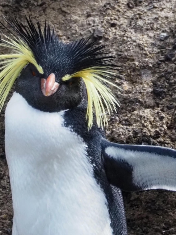 Nightingale Islands Northern Rockhopper