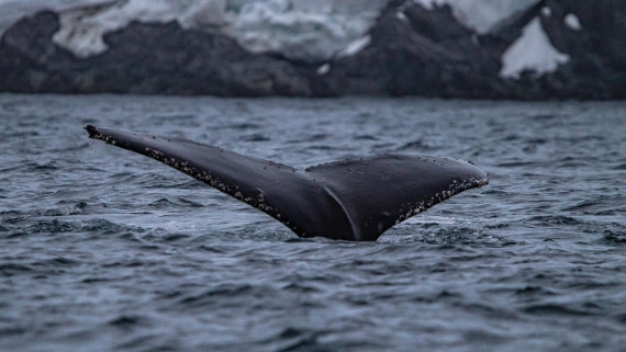 OTL26-25, Day 3, IMG_5126 © Koen Jongerling - Oceanwide Expeditions.jpg