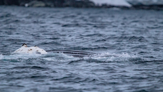 OTL26-25, Day 3, IMG_5128 © Koen Jongerling - Oceanwide Expeditions.jpg