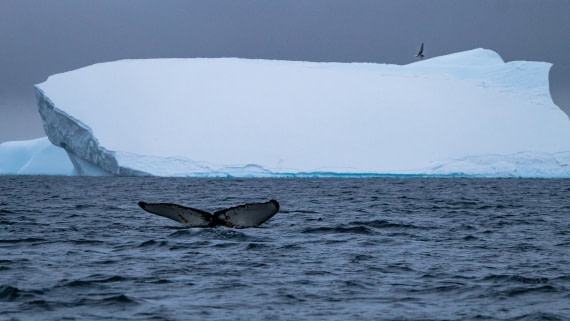 OTL26-25, Day 3, IMG_5137 © Koen Jongerling - Oceanwide Expeditions.jpg