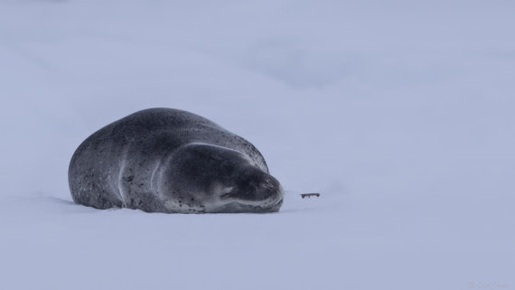 OTL26-25, Day 3, Leopard Seal © Sara Jenner - Oceanwide Expeditions.jpg