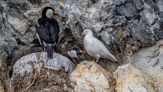 OTL26-25, Day 4, IMG_5203 © Koen Jongerling - Oceanwide Expeditions.jpg