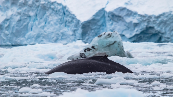 OTL26-25, Day 4, IMG_5226 © Koen Jongerling - Oceanwide Expeditions.jpg