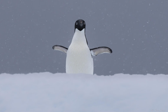 OTL26-25, Day 5, Flanders Bay 2 © Sara Jenner - Oceanwide Expeditions.jpg