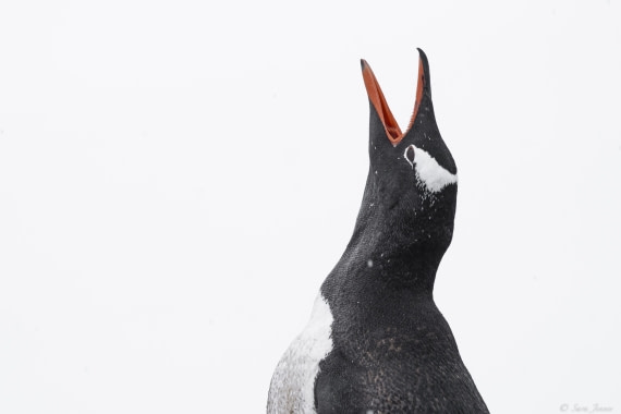 OTL26-25, Day 5, Gentoo © Sara Jenner - Oceanwide Expeditions.jpg