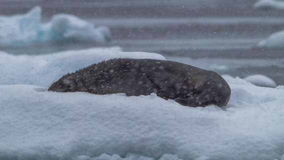 OTL26-25, Day 5, IMG_5304 © Koen Jongerling - Oceanwide Expeditions.jpg