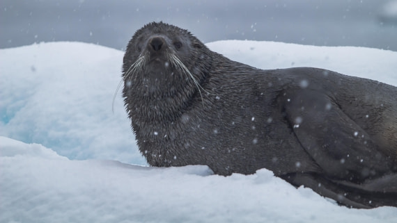 OTL26-25, Day 5, IMG_5305 © Koen Jongerling - Oceanwide Expeditions.jpg