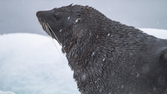 OTL26-25, Day 5, IMG_5306 © Koen Jongerling - Oceanwide Expeditions.jpg