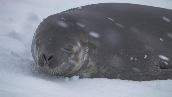 OTL26-25, Day 5, IMG_5315 © Koen Jongerling - Oceanwide Expeditions.jpg