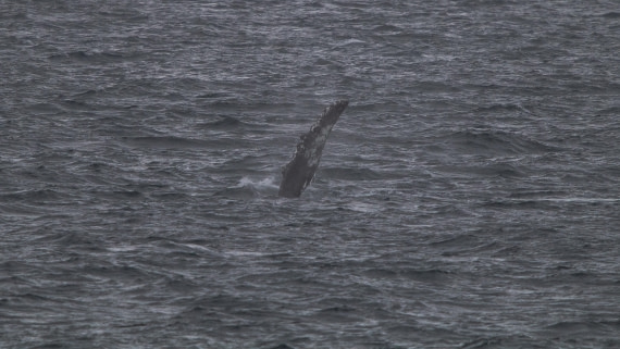 OTL26-25, Day 5, IMG_5327 © Koen Jongerling - Oceanwide Expeditions.jpg