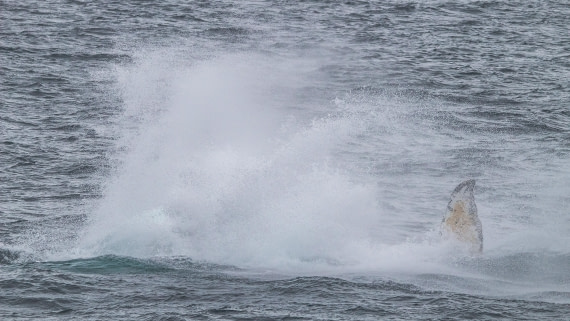 OTL26-25, Day 5, IMG_5337 © Koen Jongerling - Oceanwide Expeditions.jpg