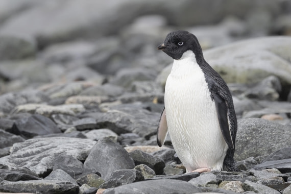OTL26-25, Day 6, Adelie penguin © Sara Jenner - Oceanwide Expeditions.jpg