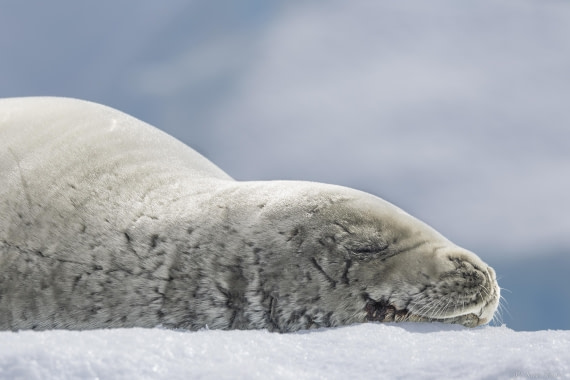 OTL26-25, Day 6, Crabeater seal © Sara Jenner - Oceanwide Expeditions.jpg