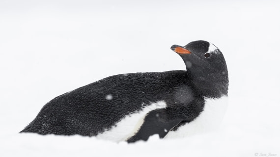 OTL26-25, Day 6, Gentoo  © Sara Jenner - Oceanwide Expeditions.jpg