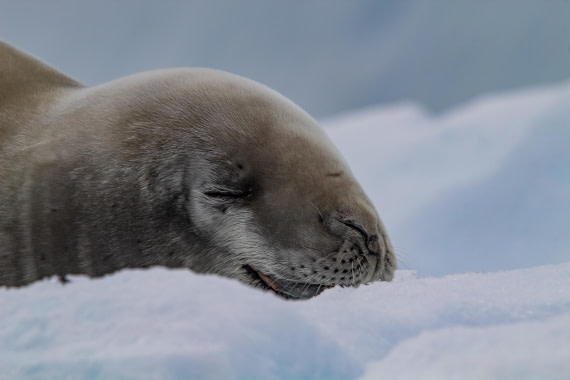 OTL26-25, Day 6, IMG_5434 © Koen Jongerling - Oceanwide Expeditions.jpg