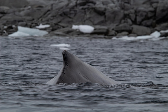 OTL26-25, Day 6, IMG_5446 © Koen Jongerling - Oceanwide Expeditions.jpg