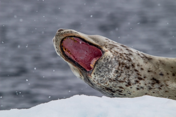 OTL26-25, Day 6, IMG_5463 © Koen Jongerling - Oceanwide Expeditions.jpg