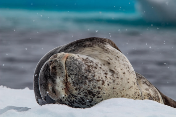 OTL26-25, Day 6, IMG_5464 © Koen Jongerling - Oceanwide Expeditions.jpg