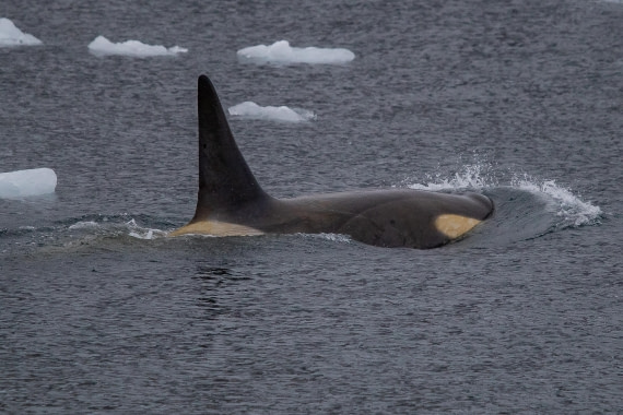 OTL26-25, Day 6, IMG_5551 © Koen Jongerling - Oceanwide Expeditions.jpg