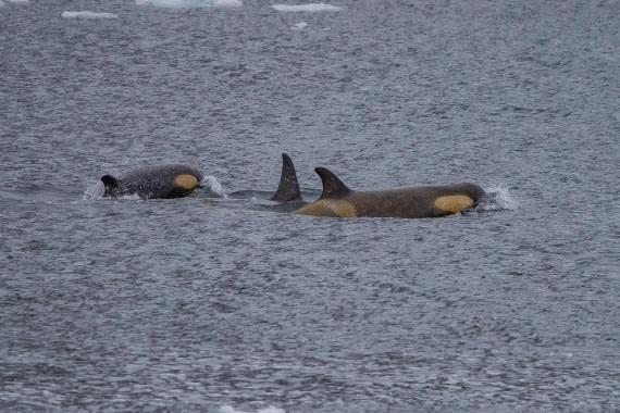 OTL26-25, Day 6, IMG_5553 © Koen Jongerling - Oceanwide Expeditions.jpg