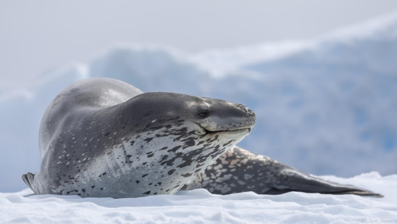 OTL26-25, Day 6, Leopard Seal 1 © Sara Jenner - Oceanwide Expeditions.jpg