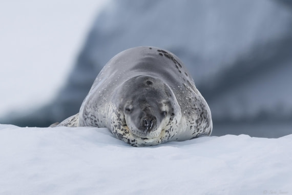 OTL26-25, Day 6, Leopard Seal 3 © Sara Jenner - Oceanwide Expeditions.jpg