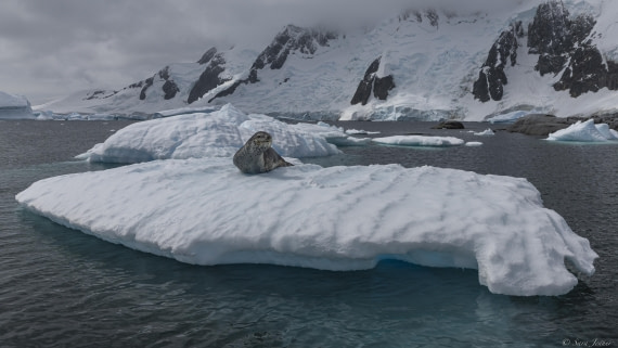 OTL26-25, Day 6, Leopard seal 4 © Sara Jenner - Oceanwide Expeditions.jpg