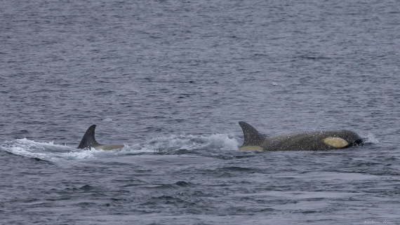 OTL26-25, Day 6, Orca 1 (2) © Sara Jenner - Oceanwide Expeditions.jpg