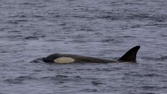 OTL26-25, Day 6, Orca 2 © Sara Jenner - Oceanwide Expeditions.jpg