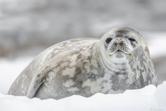 OTL26-25, Day 6, Weddell Seal © Sara Jenner - Oceanwide Expeditions.jpg