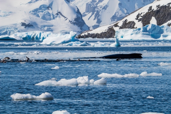 OTL26-25, Day 7, IMG_5653 © Koen Jongerling - Oceanwide Expeditions.jpg