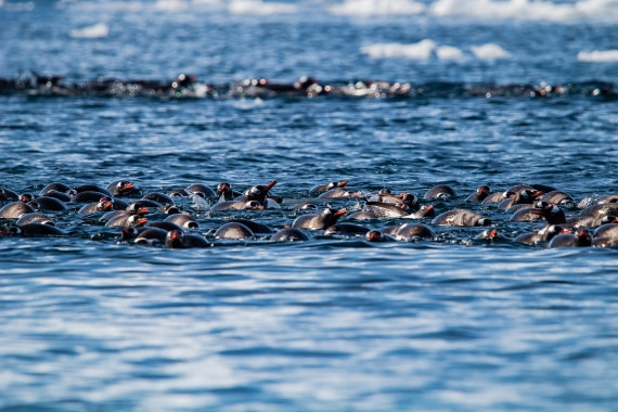 OTL26-25, Day 7, IMG_5668 © Koen Jongerling - Oceanwide Expeditions.jpg