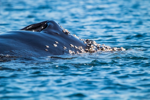 OTL26-25, Day 7, IMG_5671 © Koen Jongerling - Oceanwide Expeditions.jpg