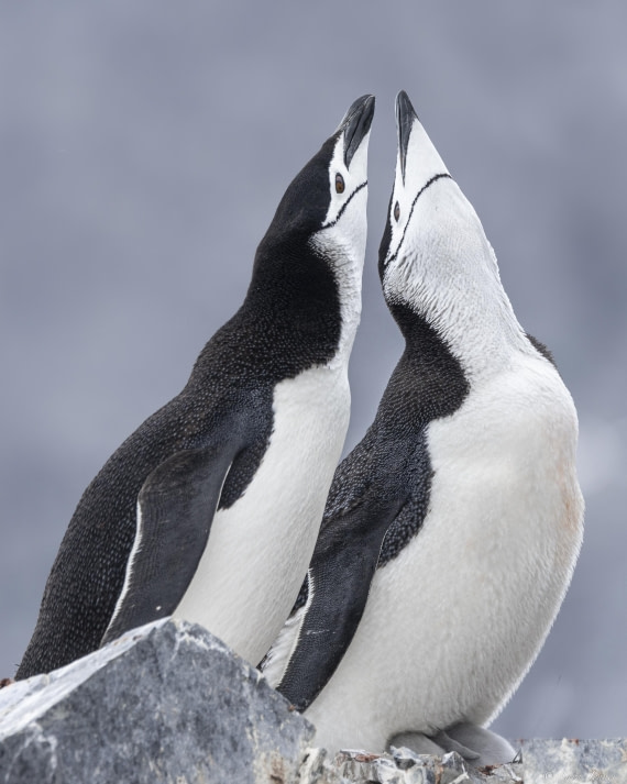 OTL26-25, Day 8, Chinstraps 1 © Sara Jenner - Oceanwide Expeditions.jpg